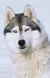 Huskies: Dog Siberian Husky