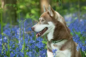 In Field: DOG - Siberian husky in bluebells