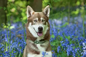 In Field: DOG - Siberian husky in bluebells