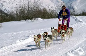 Teams: Dog - Siberian Husky Musher with Sled dog team