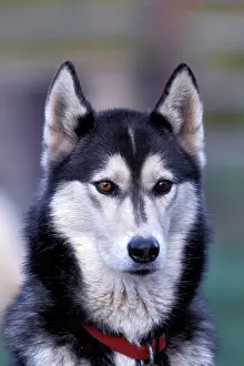 Huskys: Dog Siberian Husky portrait