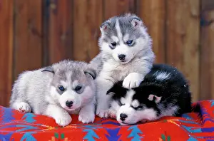 Huskies: Dog - Siberian Husky three puppies lying on blanket