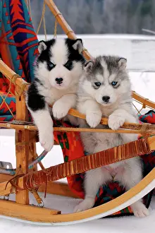Huskies: Dog - Siberian Husky two puppies in sled, watching