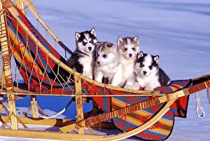Sleigh: Dog Siberian Husky four puppies together in sleigh