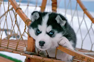 Sleigh: Dog Siberian Husky puppy in sleigh
