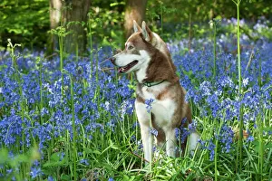 In Field: DOG - Siberian husky sitting in bluebells