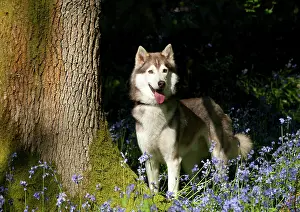 In Field: DOG - Siberian husky standing in bluebells