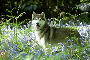 In Field: DOG - Siberian husky standing in bluebells