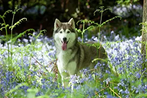 In Field: DOG - Siberian husky standing in bluebells