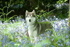 In Field: DOG - Siberian husky standing in bluebells