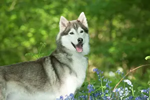In Field: DOG - Siberian husky standing in bluebells