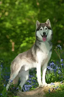 In Field: DOG - Siberian husky standing in bluebells