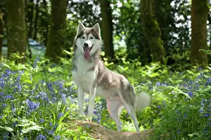 In Field: DOG - Siberian husky standing in bluebells