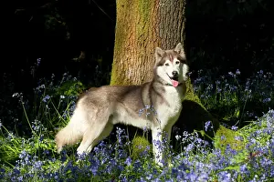 In Field: DOG - Siberian husky standing in bluebells
