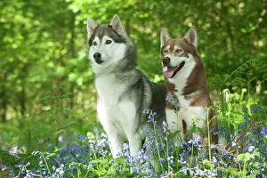 In Field: DOG - Siberian husky standing next to siberian