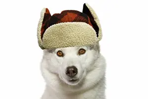 Huskies: Dog - Siberian Husky in studio