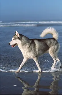 Huskies: DOG - SIBERIAN HUSKY - WALKS IN SEA