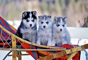Sleigh: Dog Siberian Husky three six week old puppies sitting
