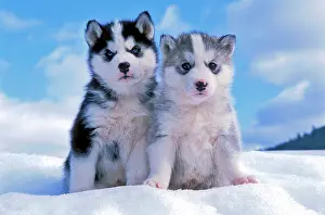 Huskys: Dog Siberian Husky two six week old puppies sitting in snow