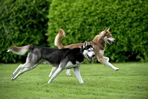 Huskys: DOG - Siberian Huskys - running through garden