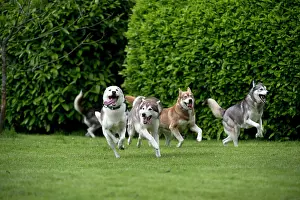Packs: DOG - Siberian Huskys - running through garden