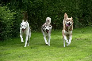 Packs: DOG - Siberian Huskys - running through garden