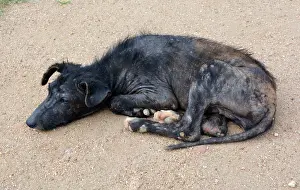 Maltreated: Dog - sick looking village dog