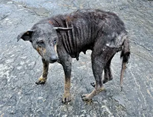 Maltreated: Dog sick looking village dog