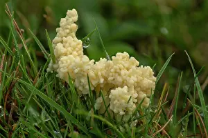 Bodies: Dog sick slime mould, Mucilago crustacea on gras