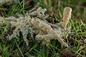 Bodies: Dog sick slime mould, Mucilago crustacea on gras