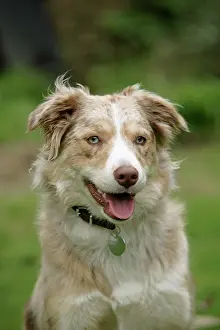 Disc: DOG - sitting