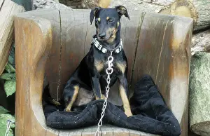 Tethered: Dog - Sitting in chair and kept on a leash