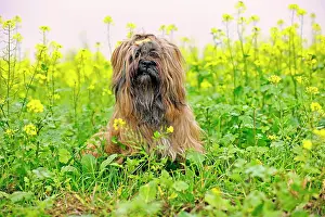 Lhasa: Dog sitting in flower meadow, Lhasa Apso, Arnsberg
