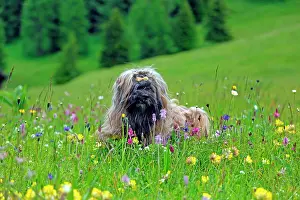 Lhasa: Dog sitting in flower meadow, Lhasa Apso, Pfunds