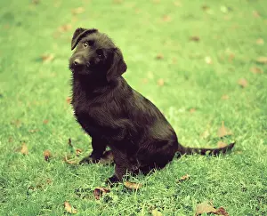 Sophie Gooders: Dog - Sitting down in garden