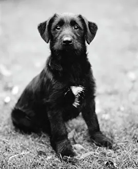 Sophie Gooders: Dog - Sitting down in garden