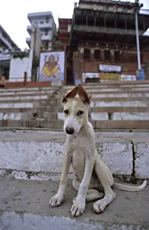 Uttar: Dog sitting on the Ghats Varanaci India