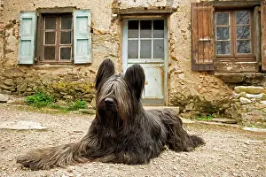 Scruffy: Dog - sitting outside French house