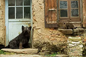 Windowsill: Dog - sitting outside French house with tabby cat