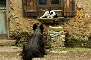 Windowsill: Dog - sitting outside French house watching black