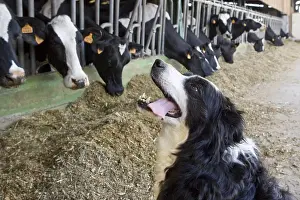 Stall: Dog sitting by Prim'Holtein cows in a stalling France