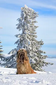Lhasa: Dog sitting in the snow, Lhasa Apso, Bavarian Forest