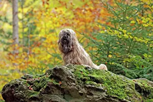 Lhasa: Dog, sitting on stone, Lhasa Apso, Arnsberg, North