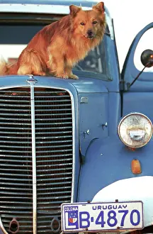 Uruguay: DOG - sitting on truck bonnet