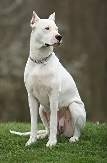 Master: Dog sitting and waiting for its master Marne