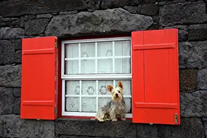 Shutter: Dog sitting at the window, Lajido, Pico, Azores