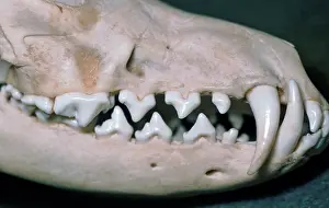 Canines: Dog skull showing large canines
