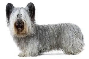 Jean-michel Labat: Dog - Sky Terrier