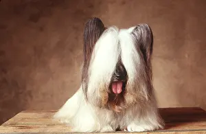 Skye: DOG - SKYE TERRIER