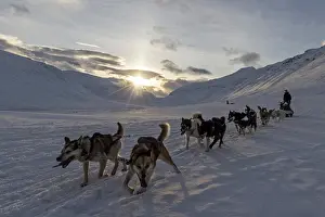 Pulling: Dog Sled in Winter